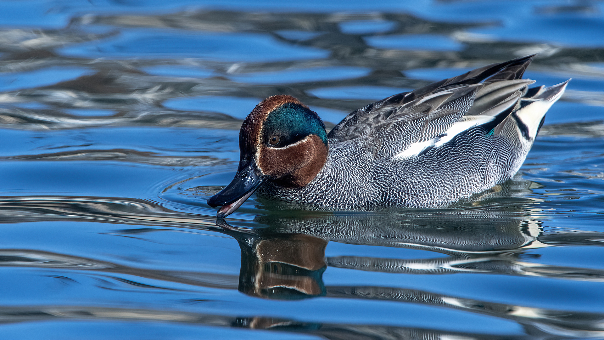Green-winged Teal